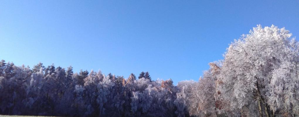 Wald mit Rauhreif